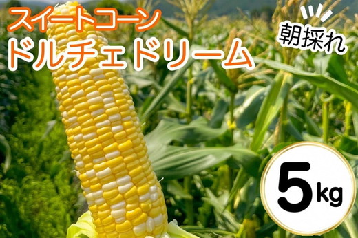 朝採れ とうもろこし 5kg スイートコーン ドルチェドリーム 甘い 早朝収穫〈アグリにのうみ〉京都 亀岡 農家直送 2025年産 ※北海道・沖縄・離島への配送不可 ※2025年6月下旬頃～7月下旬頃に順次発送予定