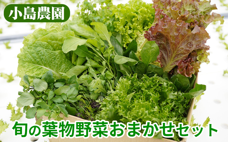 野菜 詰め合わせ リーフレタス サラダ 7種 京都 丹波産 新鮮 旬の葉物野菜セット 小島農園《農薬不使用 京野菜 亀岡産 季節の野菜 産地直送 期間限定 ふるさと納税野菜》