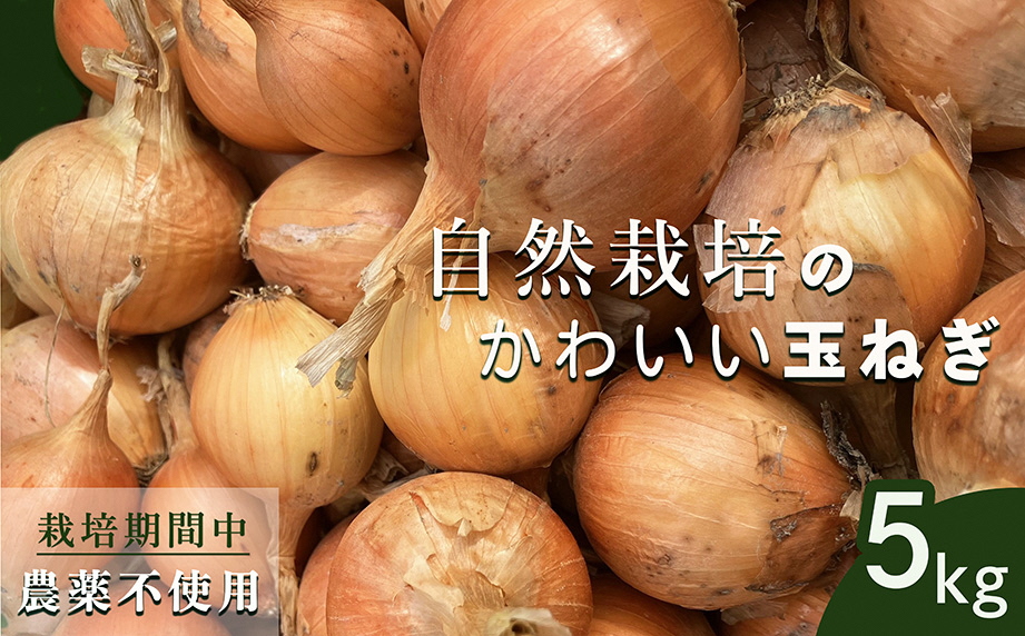 【2026年産 予約】たまねぎ 5kg 自然栽培のかわいい玉ねぎ（小たまねぎ）京都府・亀岡産 かたもとオーガニックファームよりお届け ｜ 訳あり 玉葱 タマネギ 小さめ サイズ小 ※離島への発送不可 ※2026年6月頃より順次発送予定