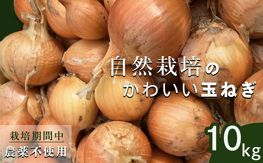 【2026年産 予約】たまねぎ 10kg 自然栽培のかわいい玉ねぎ（小たまねぎ）京都府・亀岡産 かたもとオーガニックファームよりお届け ｜ 訳あり 玉葱 タマネギ 小さめ サイズ小 ※離島への発送不可 ※2026年6月頃より順次発送予定