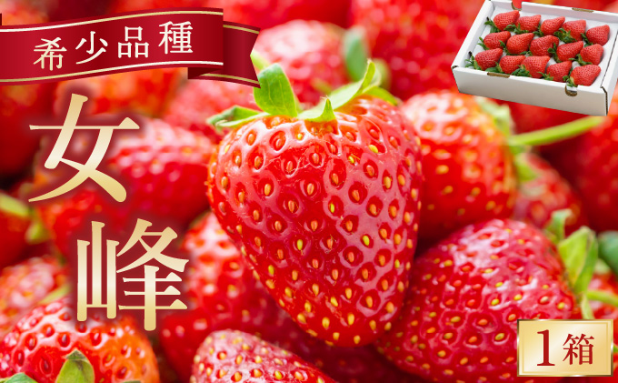 数量限定 幻の京都亀岡産 高級いちご【女峰】1箱分 ※化学肥料・農薬極力不使用《イチゴ 苺 いちご フルーツ 農家直送》※2026年1月中旬～5月下旬頃に順次発送予定