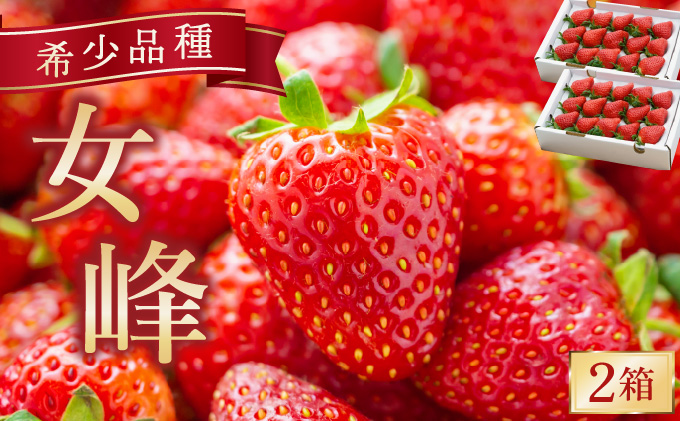 数量限定 幻の京都亀岡産 高級いちご【女峰】2箱分 ※化学肥料・農薬極力不使用《イチゴ 苺 いちご フルーツ 農家直送》※2026年1月中旬～5月下旬頃に順次発送予定