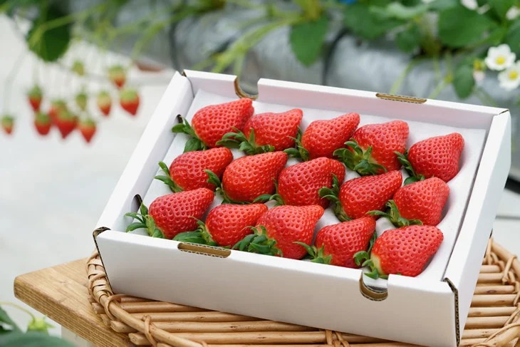 【3回定期便】【来シーズン予約受付】数量限定 幻の京都亀岡産 高級いちご【女峰】1箱分×3回定期便 ※化学肥料・農薬極力不使用《イチゴ 苺 いちご フルーツ 農家直送》 ※2026年1月中旬～5月下旬頃に順次発送予定