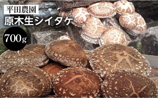 【期間限定】原木生シイタケ 700g《平田農園》京都 亀岡産 原木栽培 生しいたけ 国産 肉厚 濃厚 料理 レシピ 栄養 農家直送 丹波 きのこ 椎茸 ※離島への配送不可 ※2026年3月下旬頃～4月上旬頃に順次発送予定