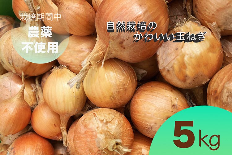 【2026年産 予約】たまねぎ 5kg 自然栽培のかわいい玉ねぎ（小たまねぎ）京都府・亀岡産 かたもとオーガニックファームよりお届け ｜ 訳あり 玉葱 タマネギ 小さめ サイズ小 ※離島への発送不可 ※2026年6月頃より順次発送予定