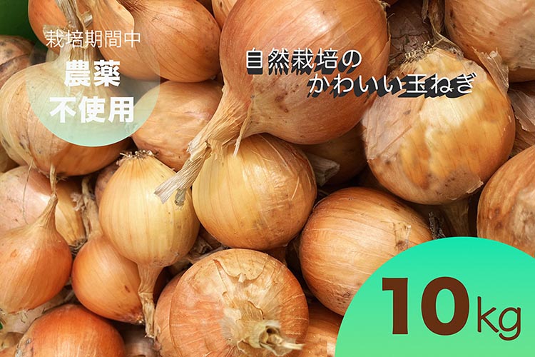 【2026年産 予約】たまねぎ 10kg 自然栽培のかわいい玉ねぎ（小たまねぎ）京都府・亀岡産 かたもとオーガニックファームよりお届け ｜ 訳あり 玉葱 タマネギ 小さめ サイズ小 ※離島への発送不可 ※2026年6月頃より順次発送予定