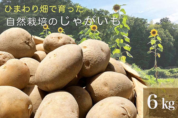 【先行予約】ひまわり畑で育った自然栽培のじゃがいも 6kg 京都府・亀岡産 かたもとオーガニックファームよりお届け ｜ 訳あり じゃがいも 芋 小さめ サイズ小 野菜 産地直送 ※離島への配送不可 ※2025年7月～12月頃より順次発送予定