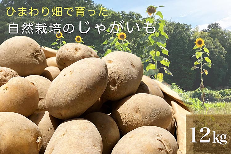 【先行予約】ひまわり畑で育った自然栽培のじゃがいも 12kg 京都府・亀岡産 かたもとオーガニックファームよりお届け ｜ 訳あり じゃがいも 芋 小さめ サイズ小 野菜 産地直送 ※離島への配送不可 ※2025年7月～12月頃より順次発送予定