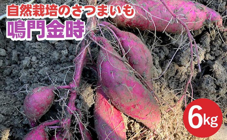 【期間限定】自然栽培のさつまいも 6kg 鳴門金時 京都 亀岡産 かたもとオーガニックファームよりお届け《サツマイモ 野菜 産地直送 国産 スイーツ》 ※離島への配送不可