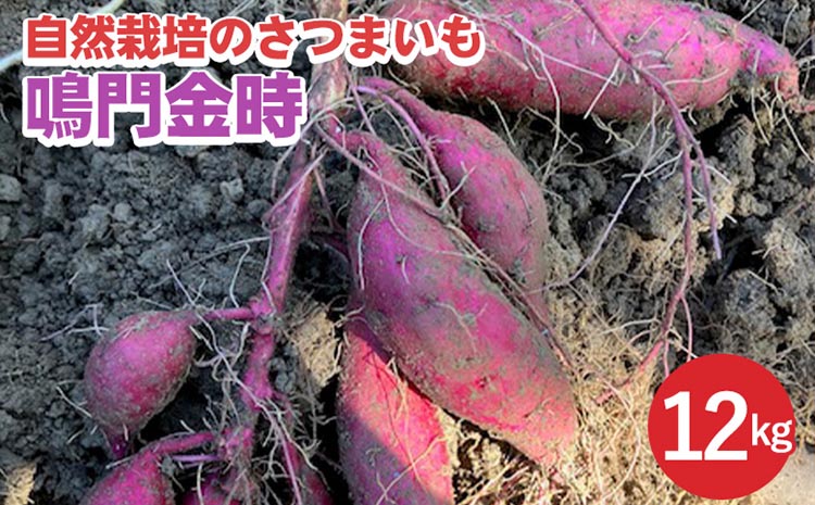 【期間限定】自然栽培のさつまいも 12kg 鳴門金時 京都 亀岡産 かたもとオーガニックファームよりお届け《サツマイモ 野菜 産地直送 国産 スイーツ》 ※離島への配送不可