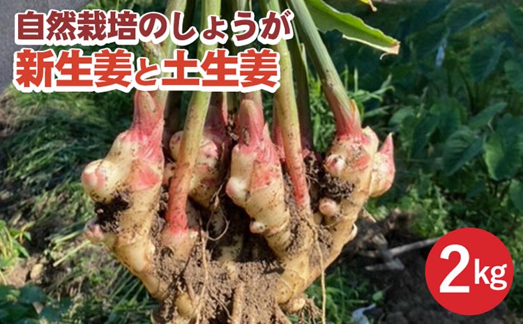 【期間限定】自然栽培のしょうが 2kg 新生姜と土生姜 京都 亀岡産 かたもとオーガニックファームよりお届け《生姜 野菜 産地直送 国産 健康 食品》 ※離島への配送不可