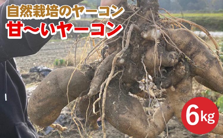 【期間限定】自然栽培の甘～いヤーコン 6kg 京都 亀岡産 かたもとオーガニックファームよりお届け《野菜 産地直送 国産 健康 食品 ダイエット 芋》 ※離島への配送不可