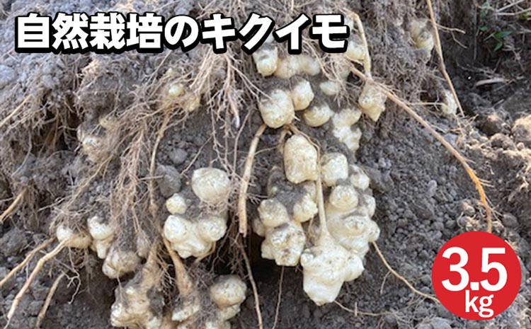 【期間限定】自然栽培のキクイモ 3.5kg 京都 亀岡産 かたもとオーガニックファームよりお届け《菊芋 野菜 産地直送 国産 健康 食品 ダイエット 芋》 ※離島への配送不可
