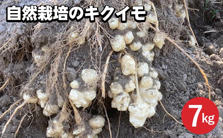 【期間限定】自然栽培のキクイモ 7kg 京都 亀岡産 かたもとオーガニックファームよりお届け《菊芋 野菜 産地直送 国産 健康 食品 ダイエット 芋》 ※離島への配送不可