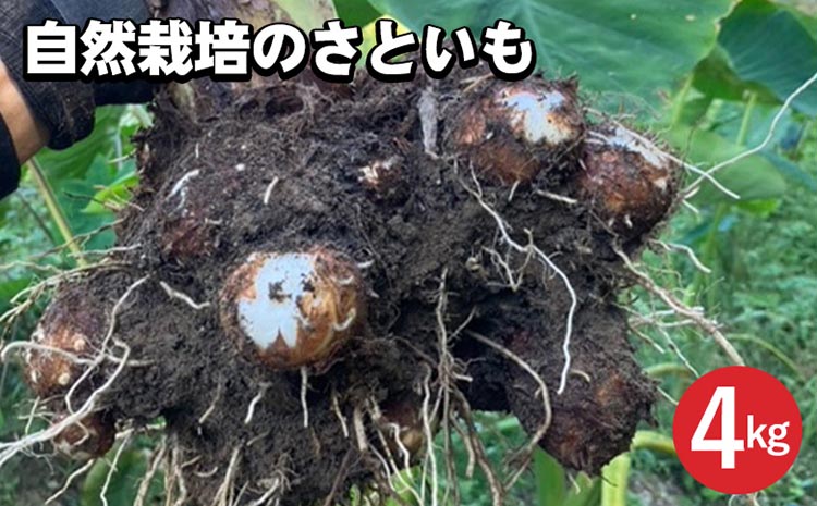【期間限定】自然栽培のさといも 4kg 京都 亀岡産 かたもとオーガニックファームよりお届け《里芋 野菜 産地直送 国産 採れたて 新鮮 サトイモ》 ※2025年11月下旬～2026年2月下旬頃に順次発送 ※離島への配送不可