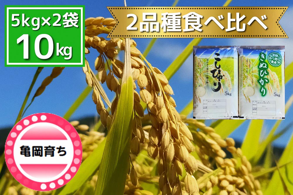 米 2品種 コシヒカリ・キヌヒカリ 食べ比べ 5kg × 2袋 10kg 施肥技術指導員監修《令和5年産》SDGs未来都市亀岡※着日指定不可