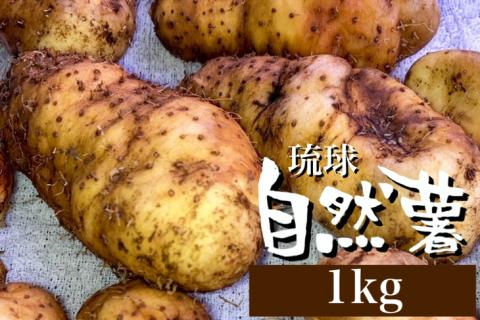 無農薬栽培 自然薯(亀岡産クーガ芋)1kg 期間限定[いも 芋 山芋 琉球自然薯]