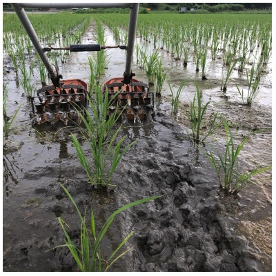 循環農法で育てたヒノヒカリ　玄米10キロ　栽培期間中農薬・化学肥料不使用