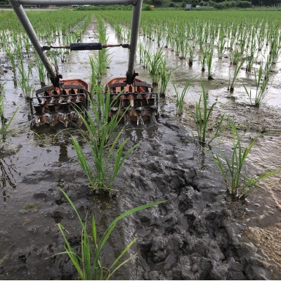 循環農法で育てたヒノヒカリ　白米5キロ　栽培期間中農薬・化学肥料不使用