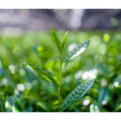 京抹茶 孫右ヱ門:グリーンティー+三種のお茶飲みくらべセット(煎茶・碾茶・フレーバーティー)