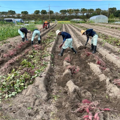 京都城陽の寺田いも(紅はるか)5kg(栽培期間中農薬不使用)