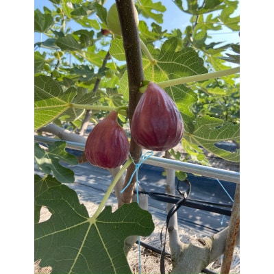 【2026年8月から10月発送先行予約】京都城陽 森秀吉農園の朝採り完熟いちじく【配送不可地域：離島・北海道・沖縄県】