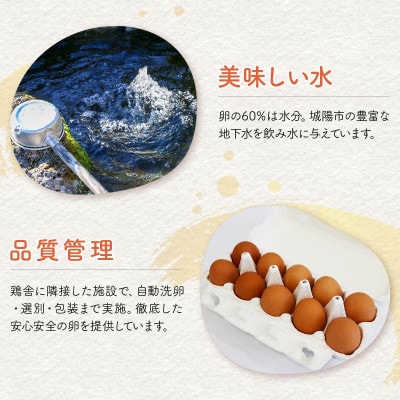 京たまご 茶乃月  40個【配送不可地域：離島】