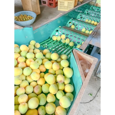 セミドライ城州白梅 2袋セット