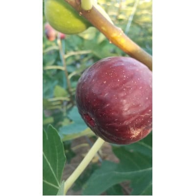 京都府城陽市のいちじく(ドーフィン) 400g×4パック 栄養が豊富な体に嬉しいフルーツ【配送不可地域：離島・北海道・沖縄県・東北】