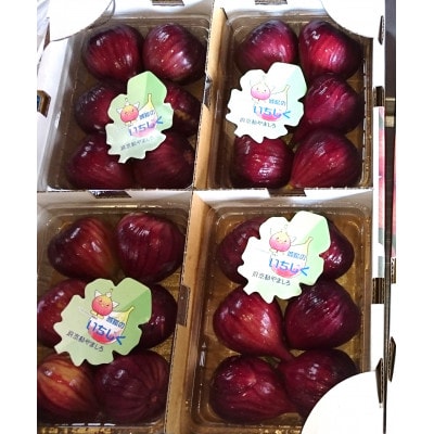 いちじく(ドーフィン) 400g×4パック 栄養が豊富な体に嬉しいフルーツ【京都府城陽市】【配送不可地域：離島・北海道・沖縄県・東北】