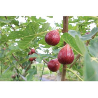 【うちだ農園coucou!】ギフトボックス 特産城陽いちじくづくし  詰め合わせ