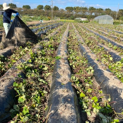 京都城陽の寺田いも(紅はるか)5kg(栽培期間中農薬不使用)