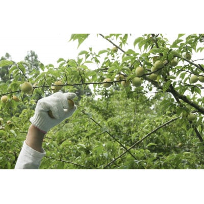 炭酸水や、カクテルで楽しめる梅の味【京青谷の梅しろっぷ】200ml×2本
