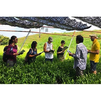 Magouemon Tour　英語通訳ガイド付(抹茶の茶園・工場見学とほんず抹茶体験ツアー)1名様分