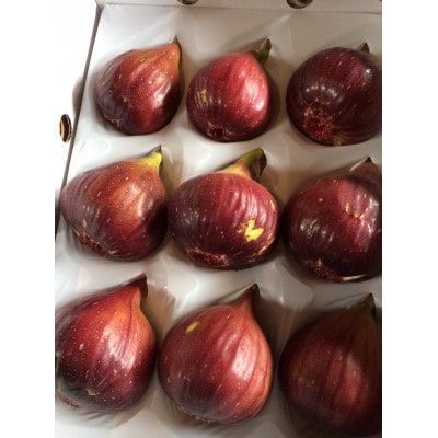 【2026年8月から10月発送先行予約】京都城陽 森秀吉農園の朝採り完熟いちじく【配送不可地域：離島・北海道・沖縄県】