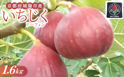 京都府城陽市のいちじく(ドーフィン) 400g×4パック 栄養が豊富な体に嬉しいフルーツ【配送不可地域：離島・北海道・沖縄県・東北】