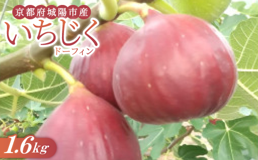 いちじく(ドーフィン) 400g×4パック 栄養が豊富な体に嬉しいフルーツ【京都府城陽市】【配送不可地域：離島・北海道・沖縄県・東北】