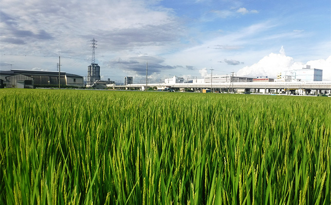 新米 令和7年産 ぴかまる お米番付2021優秀賞受賞 米 お米 5kg 五十棲 京都 白米 ライス こめ コメ おこめ 精米 ごはん お弁当 おにぎり 主食 炭水化物 京都府産 向日市産 国産 日本産 京都府向日市