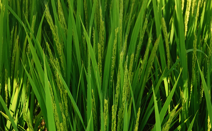 新米 令和7年産 ぴかまる お米番付2021優秀賞受賞 米 お米 5kg 五十棲 京都 白米 ライス こめ コメ おこめ 精米 ごはん お弁当 おにぎり 主食 炭水化物 京都府産 向日市産 国産 日本産 京都府向日市