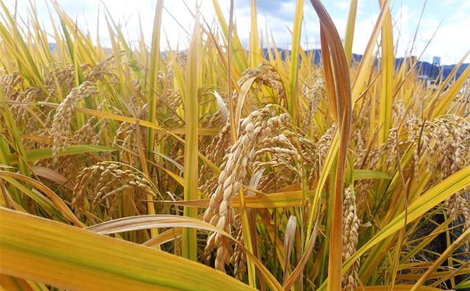 新米 令和7年産 ぴかまる お米番付2021優秀賞受賞 米 お米 5kg 五十棲 京都 白米 ライス こめ コメ おこめ 精米 ごはん お弁当 おにぎり 主食 炭水化物 京都府産 向日市産 国産 日本産 京都府向日市