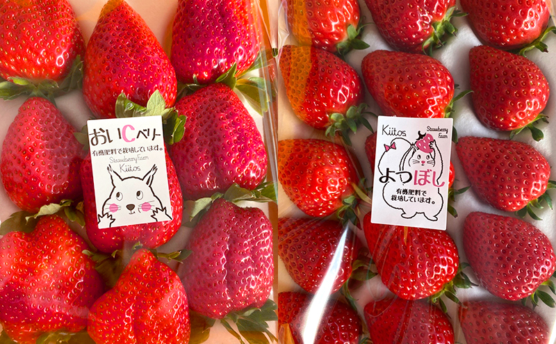 【先行予約　いちご】大粒いちご 果物 フルーツ デザート おやつ 旬の果物 旬のフルーツ ストロベリー 国産 日本産