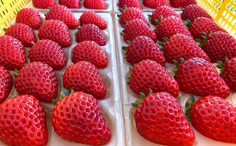 【先行予約　いちご】中粒いちご 果物 フルーツ デザート おやつ 旬の果物 旬のフルーツ ストロベリー 国産 日本産