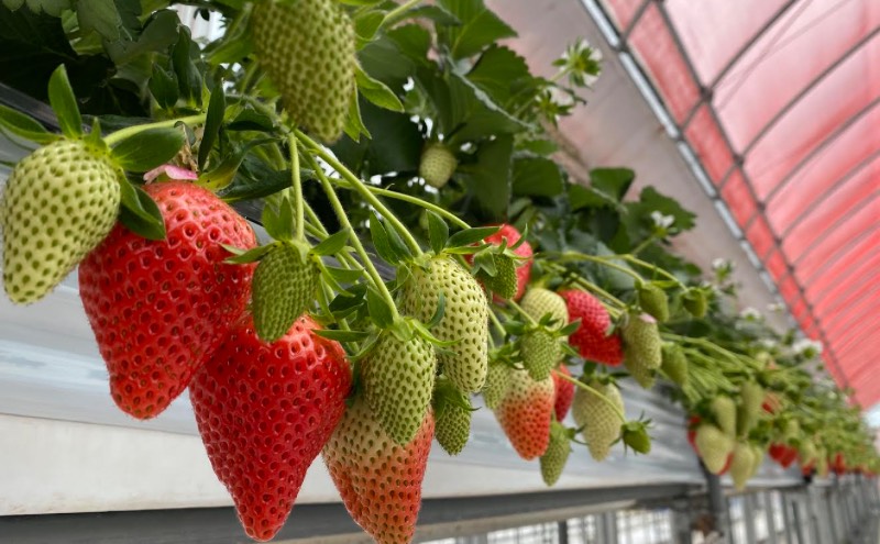 【先行予約　いちご】中粒いちご 果物 フルーツ デザート おやつ 旬の果物 旬のフルーツ ストロベリー 国産 日本産