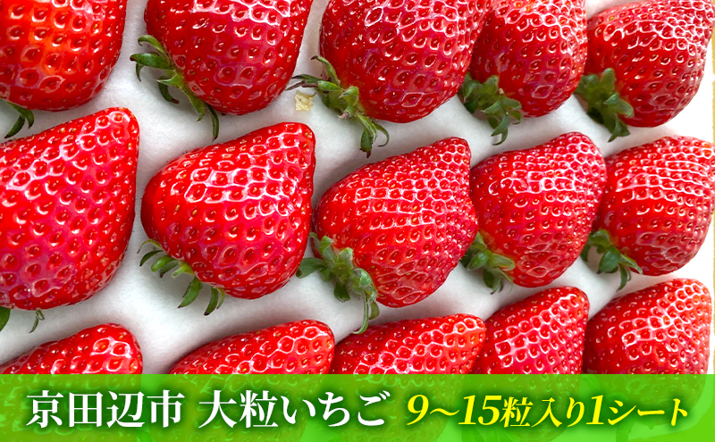 【先行予約　いちご】大粒いちご 果物 フルーツ デザート おやつ 旬の果物 旬のフルーツ ストロベリー 国産 日本産