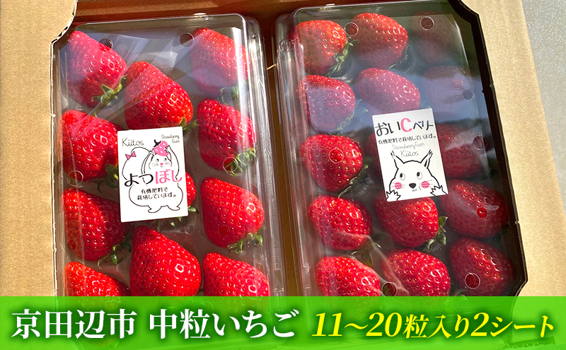 【先行予約　いちご】中粒いちご 果物 フルーツ デザート おやつ 旬の果物 旬のフルーツ ストロベリー 国産 日本産