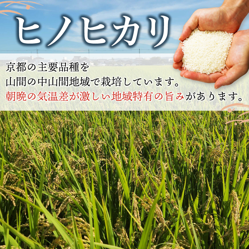 京田辺市産 ヒノヒカリ 10kg R7年度産 お米 米 こめ コメ 精米 白米 ごはん ご飯 弁当 おにぎり 防災 京田辺市 京都府