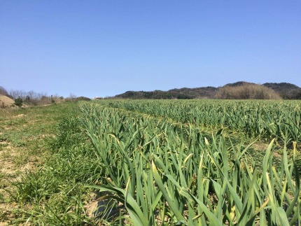 安心安全な熟成黒にんにく1袋（200ｇ）　NH00026