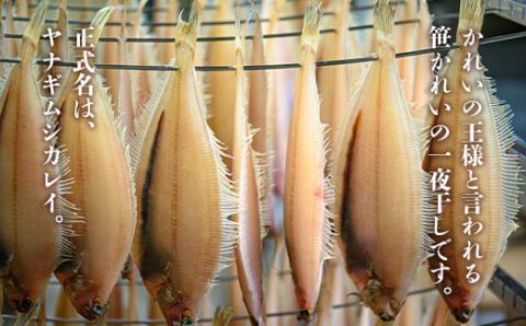 【海鮮の匠　魚政】笹かれい一夜干し（ササカレイ、ヤナギムシカレイ）中サイズ 5尾セット　UO00064