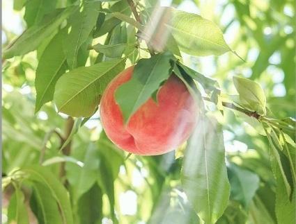 【先行予約／数量限定】京都丹後産 桃 約2kg（6～8玉）（2026年7月中旬～発送）歯ごたえのある かための桃 ふるさと 納税 桃 2kg ふるさと 納税 もも モモ  　AM00712