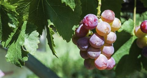 【数量限定】京都丹後産 ぶどうお楽しみ袋（2026年8月下旬～発送）旬のぶどう 2種 セット 詰め合わせ ふるさと 納税 ぶどう ブドウ 葡萄 　AM00719